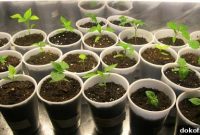 Canadian Chilies: A Guide to Growing and Using Local Peppers