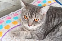 Make a Cozy Cat Bed from a Towel: Step-by-Step Sewing Guide