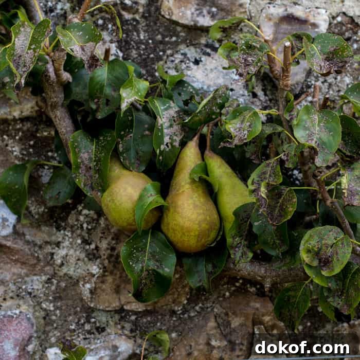 Pears growing on a tree