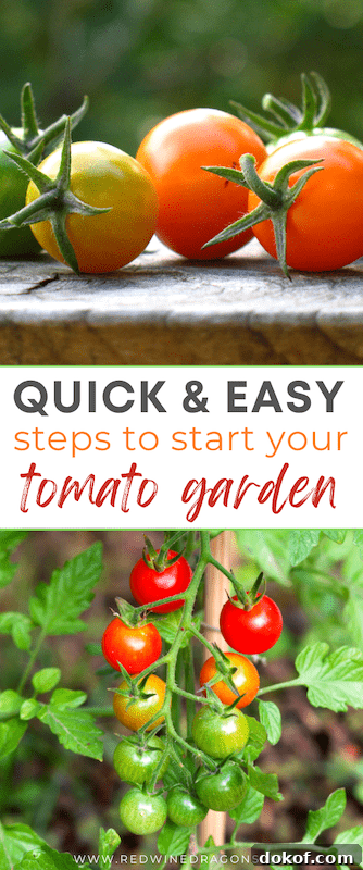 growing tomatoes indoors from seeds