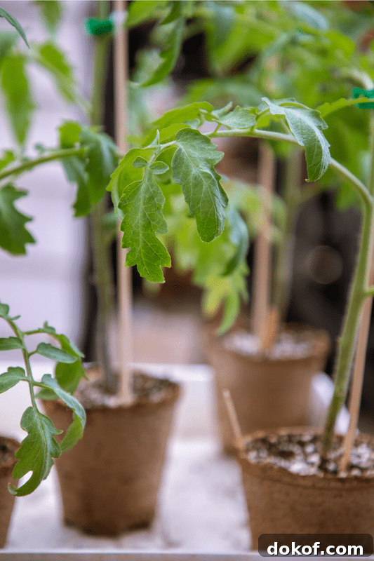 growing tomatoes indoors from seeds