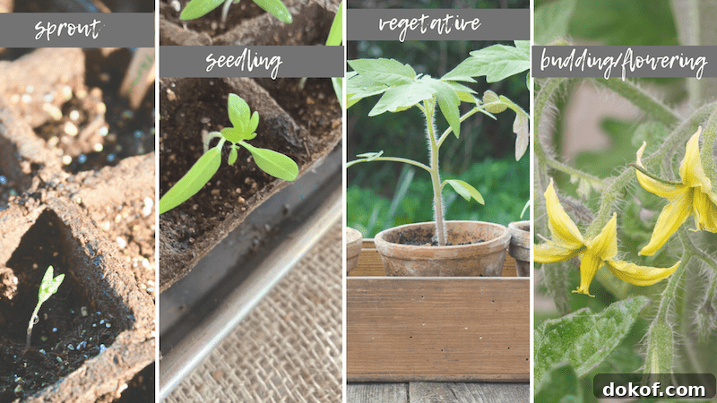 starting tomatoes from seed