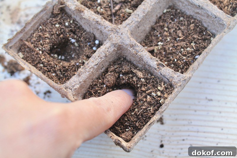 starting tomatoes from seeds