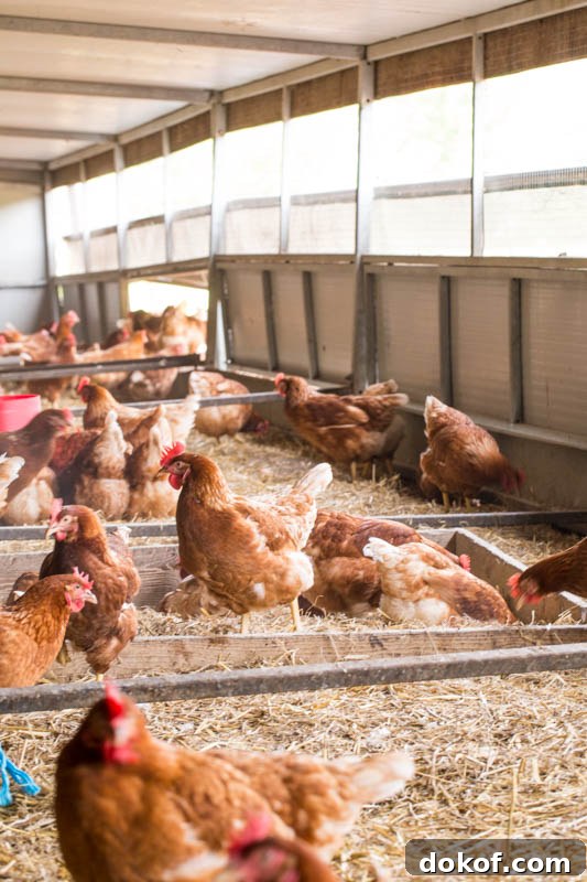 What Free Range Really Means and Why Those Little Blue Stickers Matter 3 A flock of Happy Egg Company Chickens
