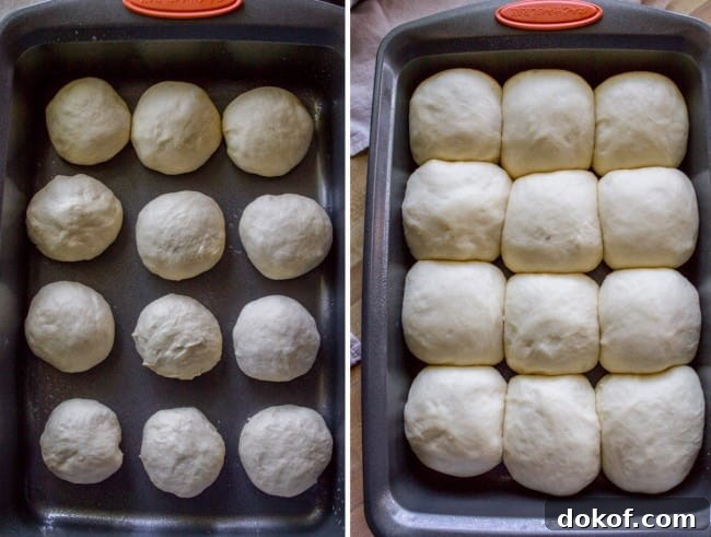 One dozen dinner rolls rising in pan.