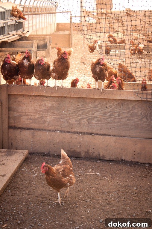 ayrshire_farm12