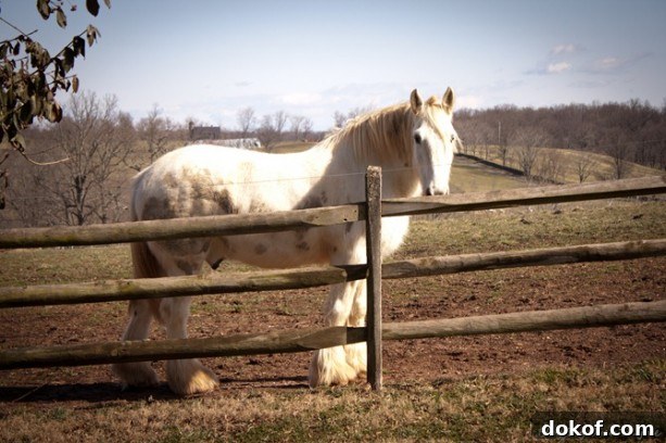Ayrshire_Farm4
