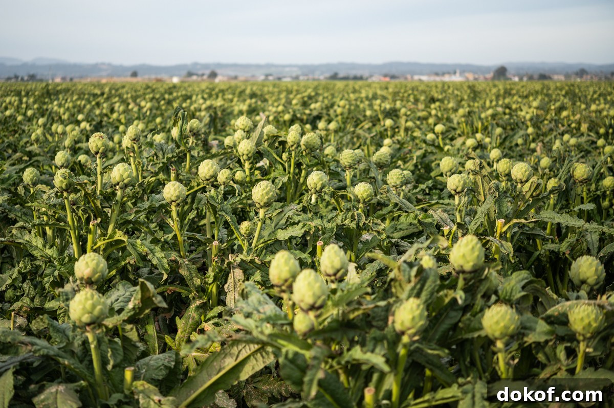 Ocean Mist Farms artichoke field. Photo by James Collier