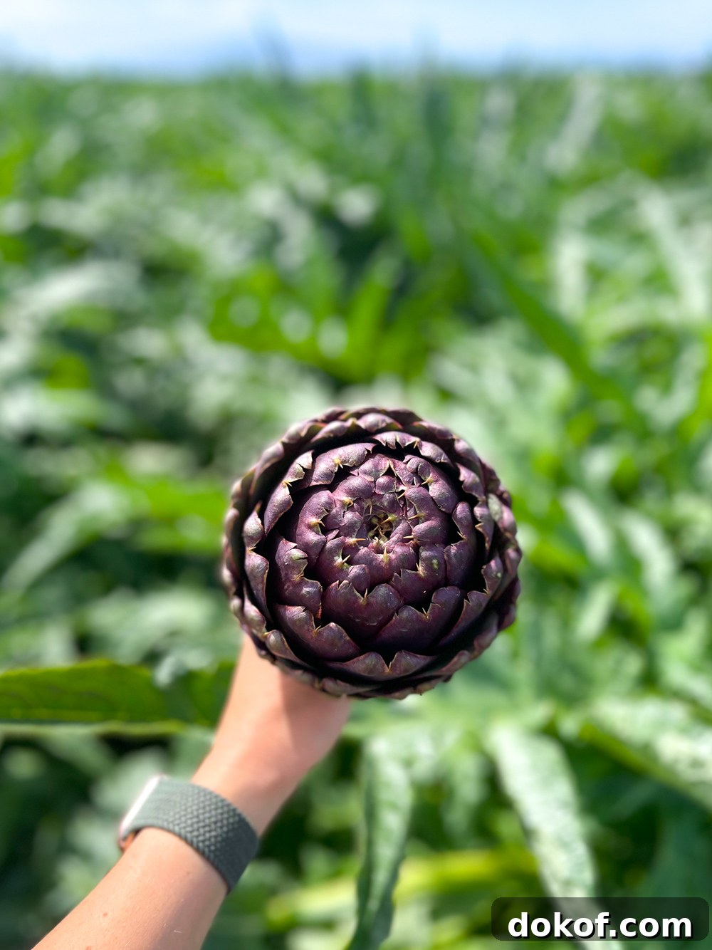 Fresh picked purple artichoke