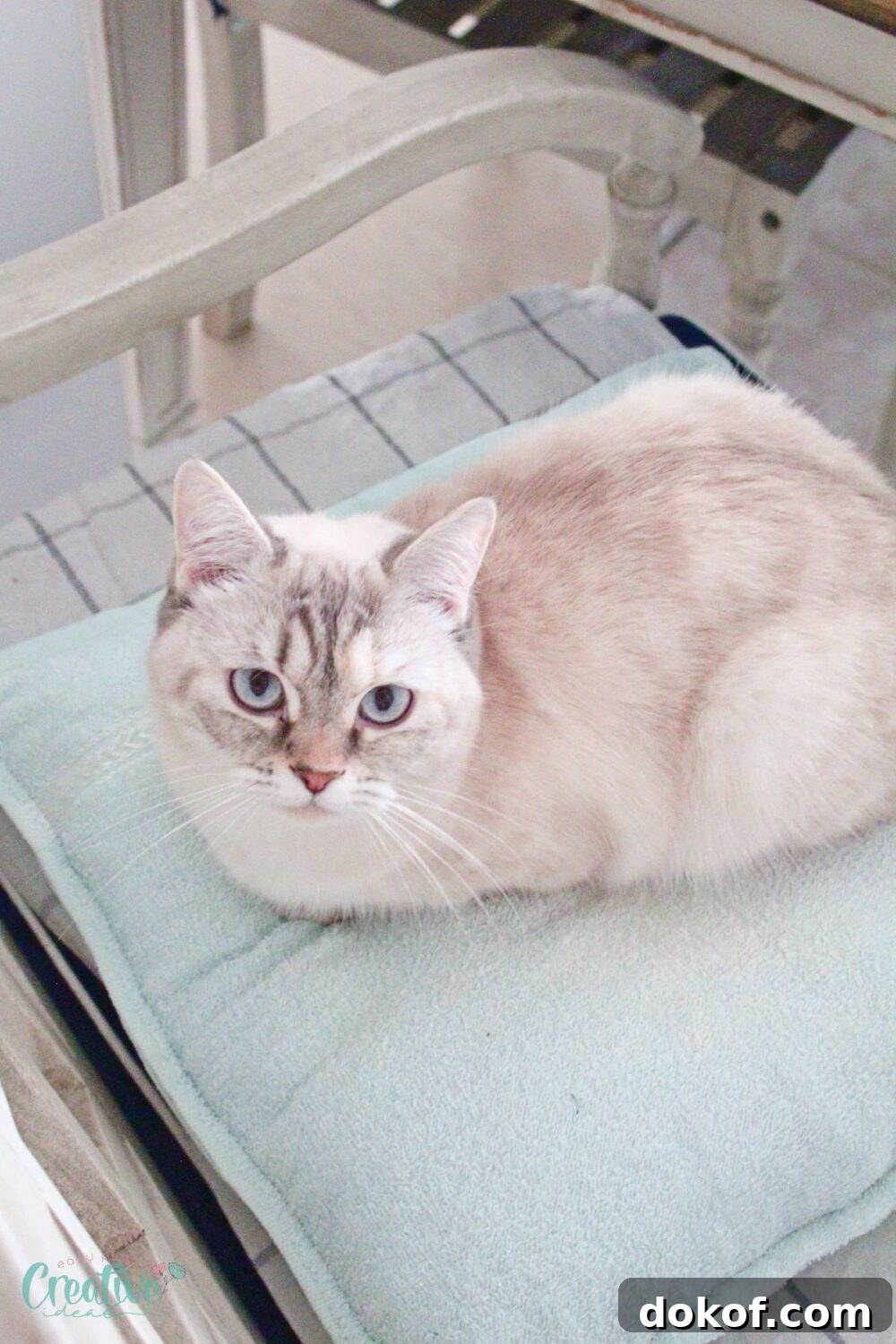 Create a comfortable cat bed using a towel. Sew one within 10 minutes by following these simple instructions